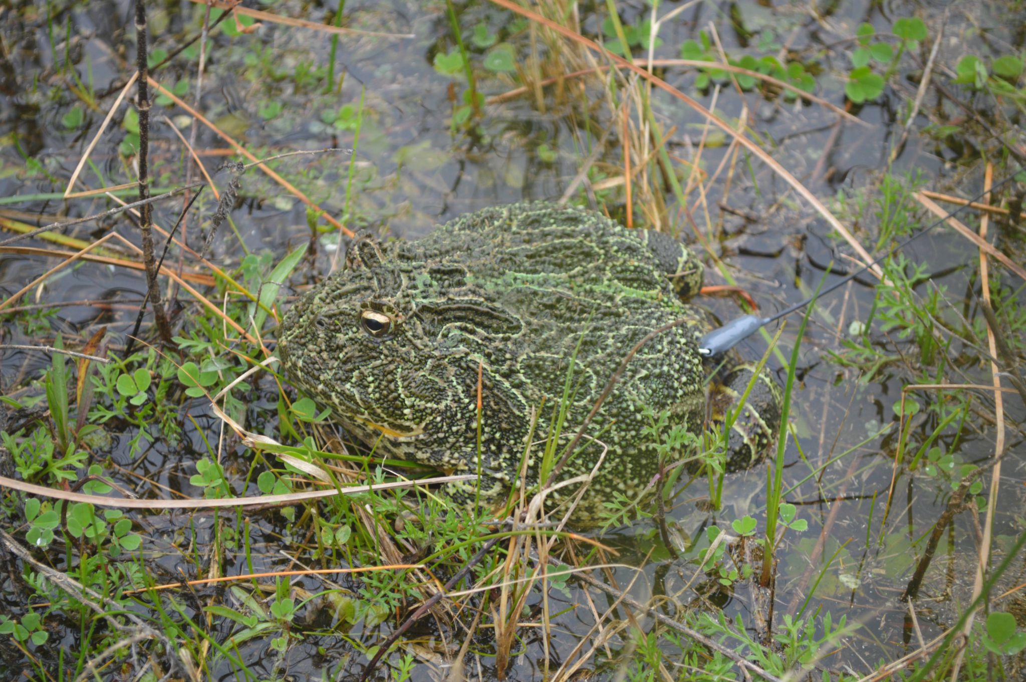 Ceratophrys ornata individual fitted with a radiotransmitter   Photographed by Isis Ibáñez